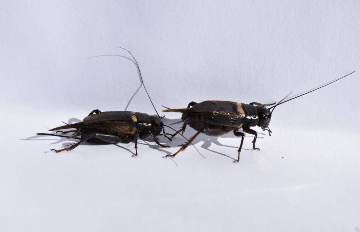 Una hembra de grillo de campo africano se acerca a un macho durante los experimentos realizados en este estudio / Foto: SINC