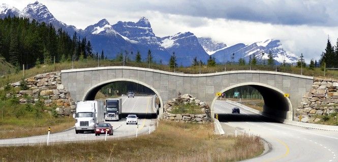 Una pasarela en el Parque Nacional de Banff, en Alberta (Canadá). Puentes 'verdes' para la fauna salvaje / Foto: WikiPedant - Wikipedia