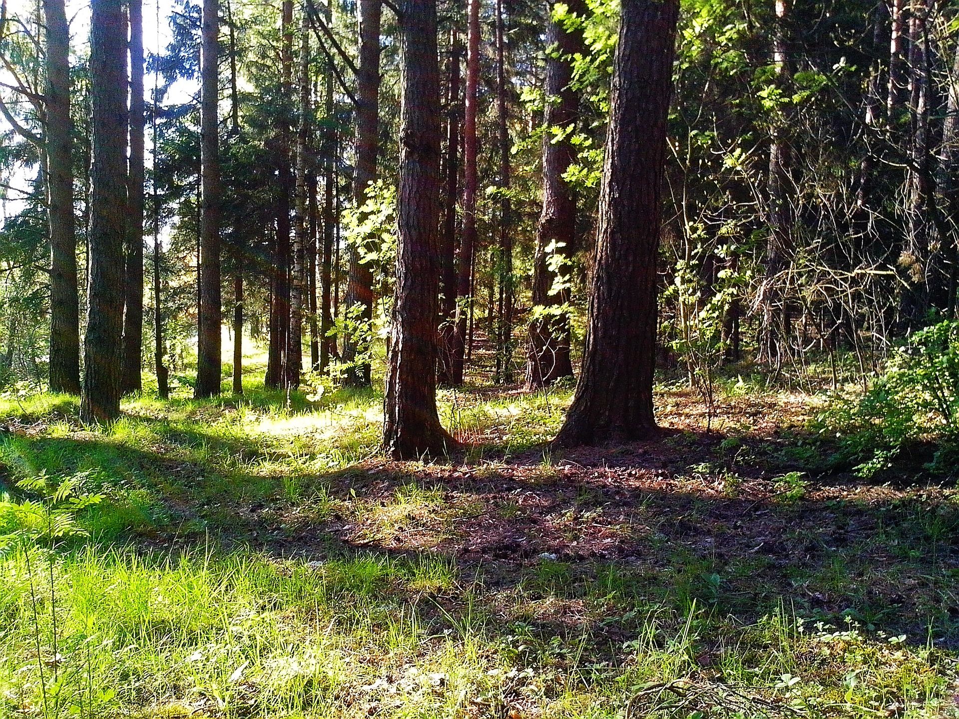 Percibimos el bosque según nuestra experiencia personal con este elemento natural / Foto: Pixabay