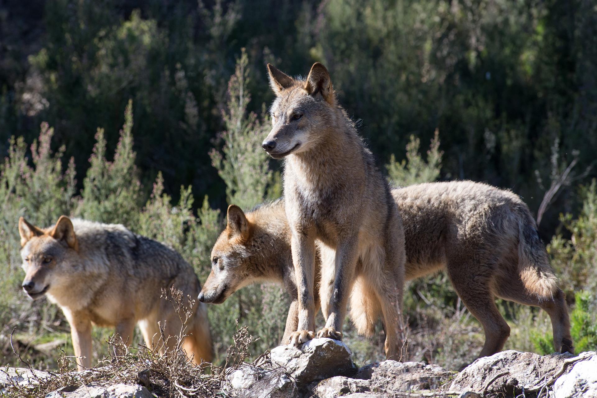 Varios ejemplares de lobo pertenecientes a una manada / Foto: EP