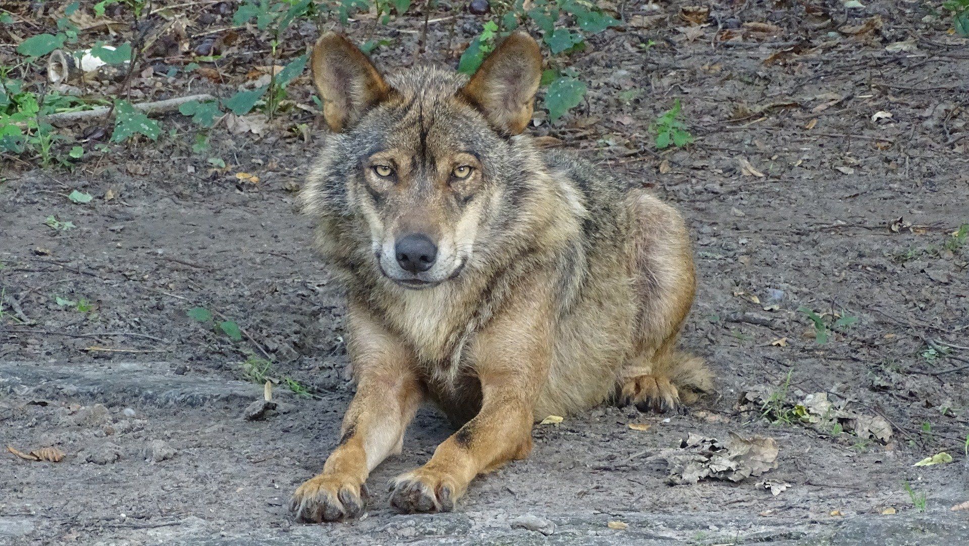 Ejemplan de lobo ibérico / Foto: Pixabay