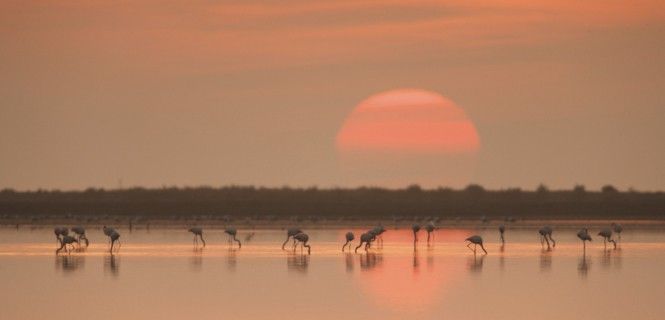 Flamencos alimentándose en el Delta del Ebro al atardecer / Foto: Lanaufoto