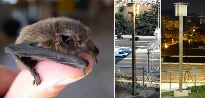 Cada caja puede acoger a varios cientos de los diminutos quirópteros / Foto: Ajuntament de Barcelona