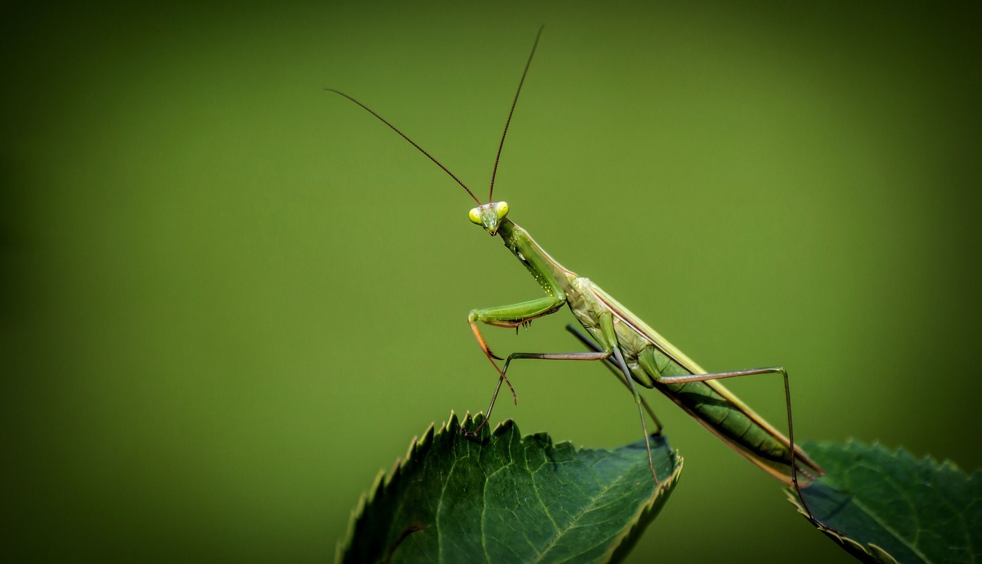 La distribución de insectos de las localidades con buenos inventarios no es fiable, aunque se examine la base de datos más exhaustiva del mundo / Foto: Pixabay