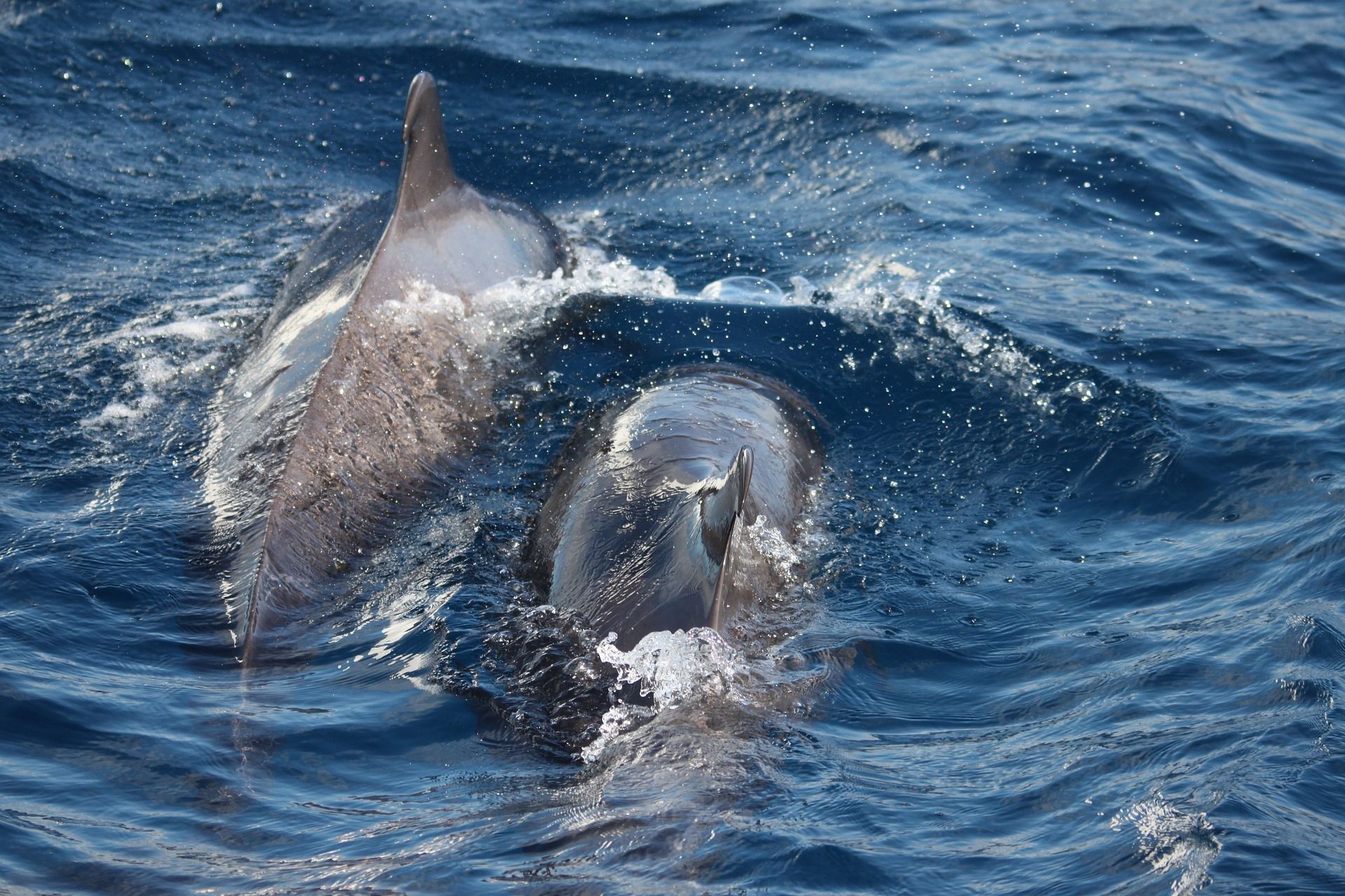 Ejemplares de delfines en las aguas de Tenerife, Canarias / Foto: Matthias Lemm - Pixabay