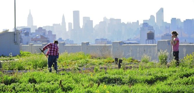 Los cultivos ponen una nota de verdor entre el gris de la ciudad de los rascacielos  / Foto: Brooklyn Grange