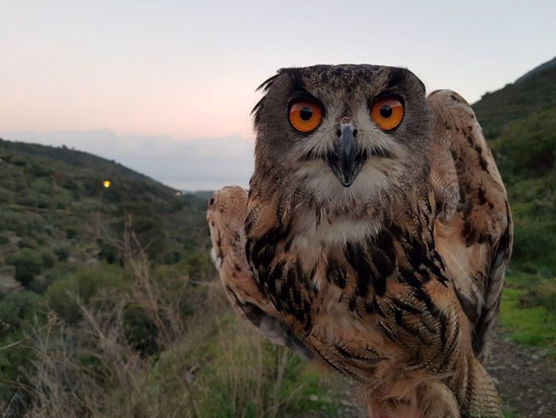 Ejemplar de búho real, el rapaz nocturno más grande de Europa, en el Cap de Creus (Girona) / Foto: EP