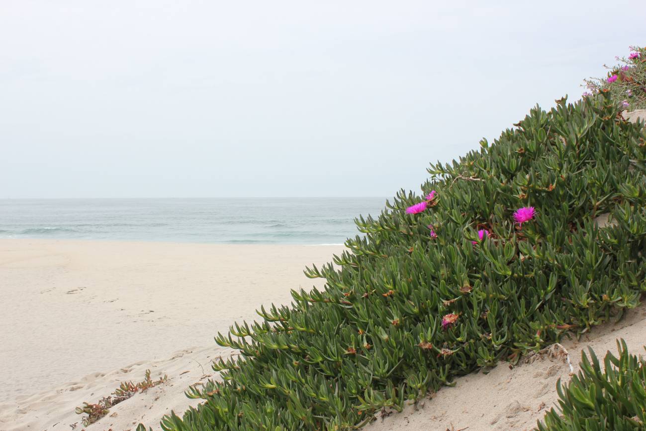 La planta invasora uña de gato en una zona de costa / Foto: SINC