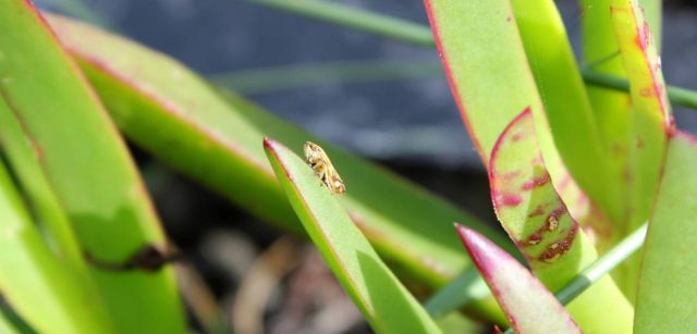 Uña de gato (Carpobrotus edulis) / SINC