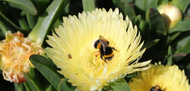 Floración de uña de gato (Carpobrotus edulis) / Sinc