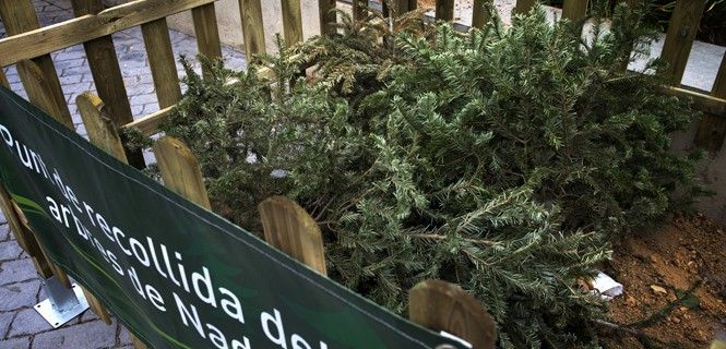 Un punto de recogida de árboles de Navidad en el área metropolitana de Barcelona / Foto: Josep Cano