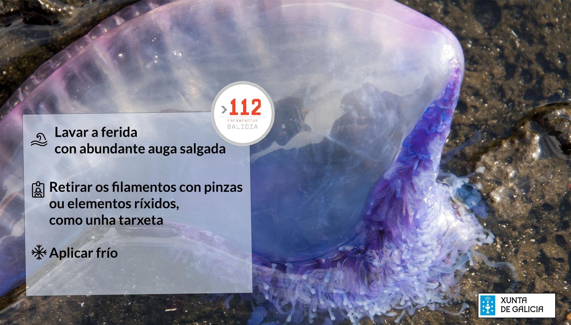 Medusa altamente tóxica, 'carabela portuguesa' / Imagen:EP