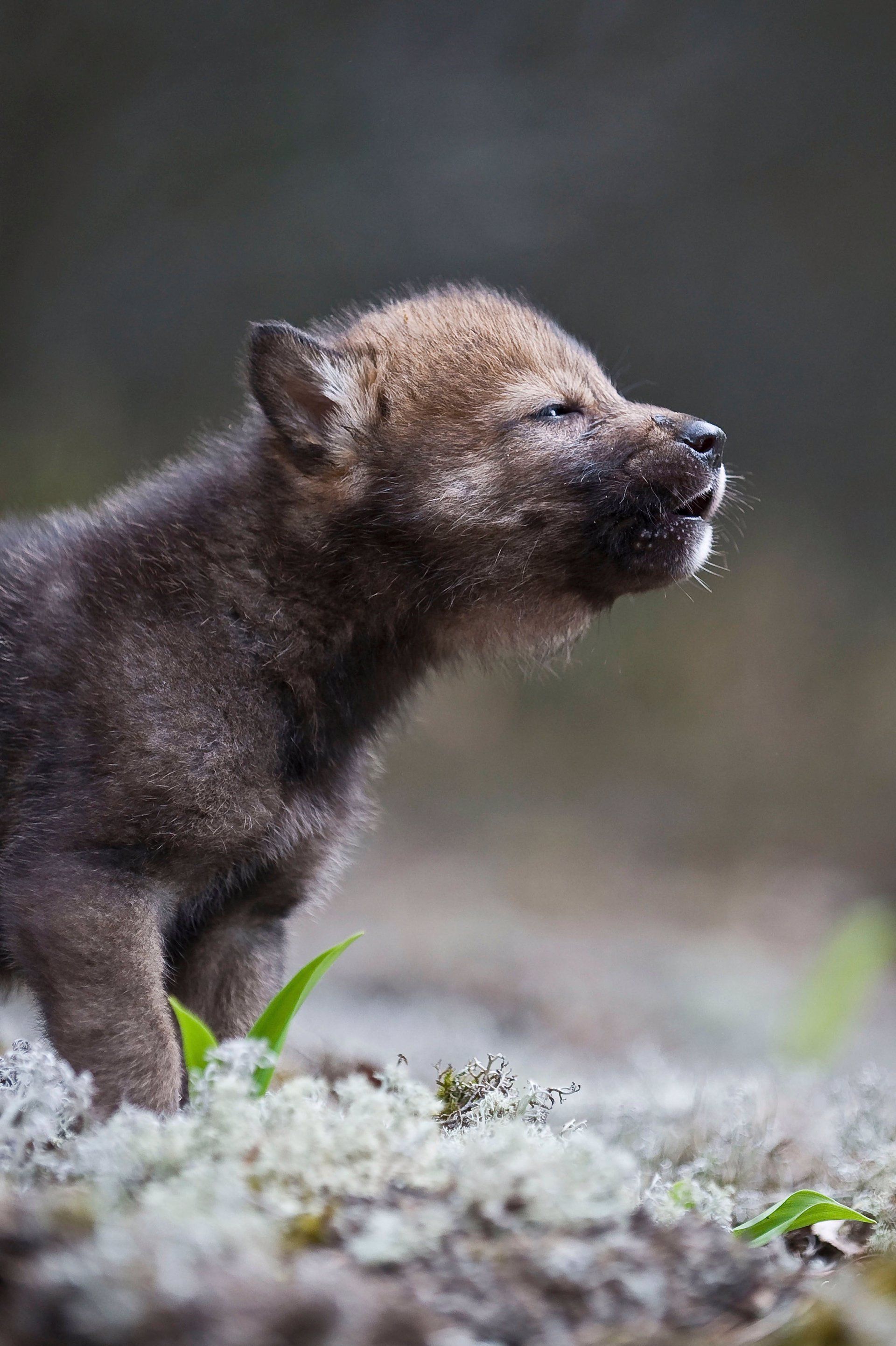 Ejemplar de cachorro de Lobo Ibérico / Foto: WWF