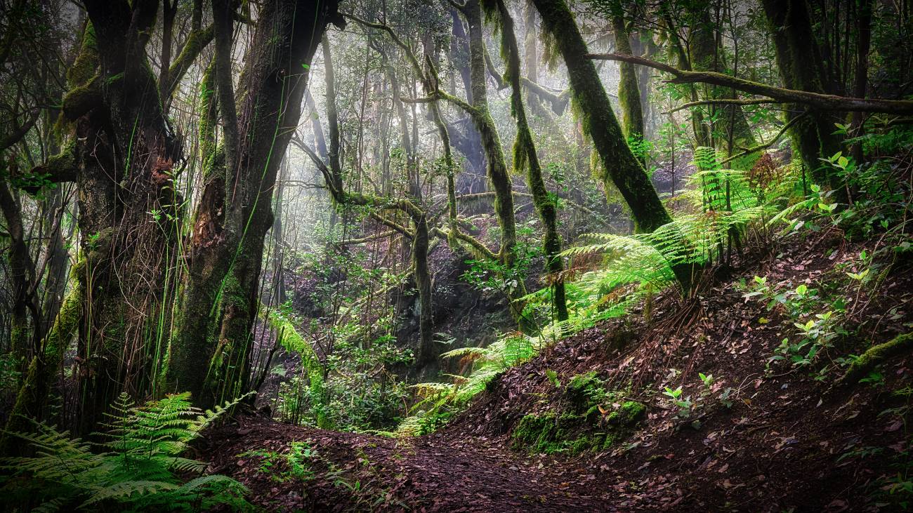 Los bosques más afectados que nunca por el el cambio climático / Foto: SINC