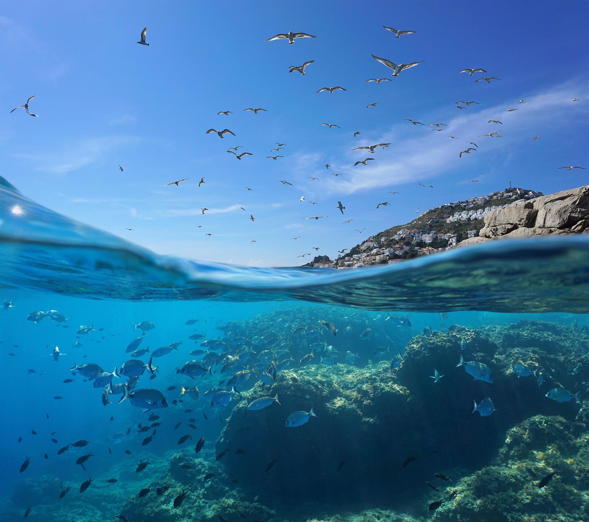 Fondo marino del mar Mediterráneo / Foto: EP