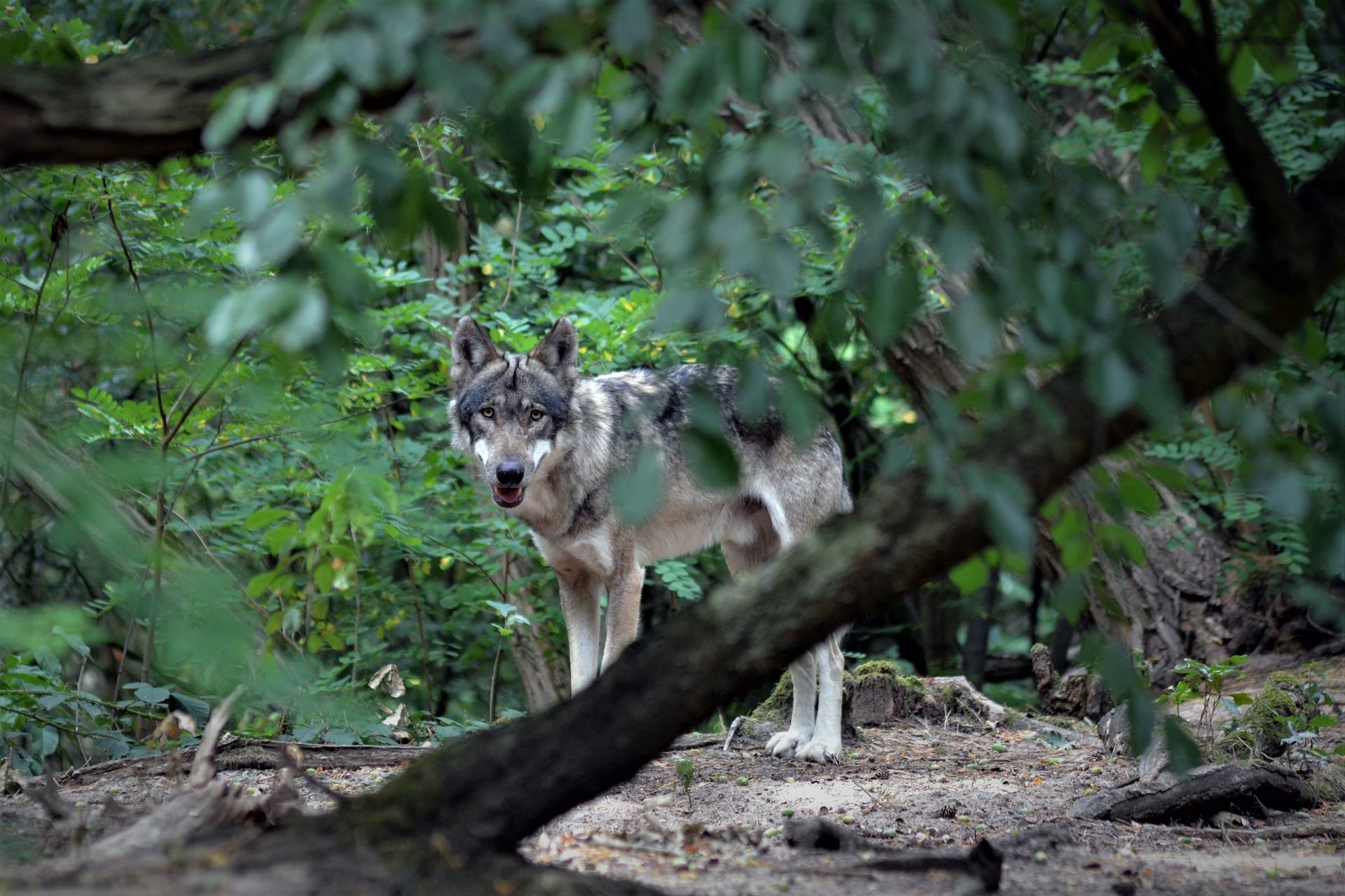 'Vivir con lobos' es la campaña de Ecologistas en Acción para impulsar la coexistencia de la ganadería extensiva y el lobo / Foto:  Insa Osterhagen - Pixabay