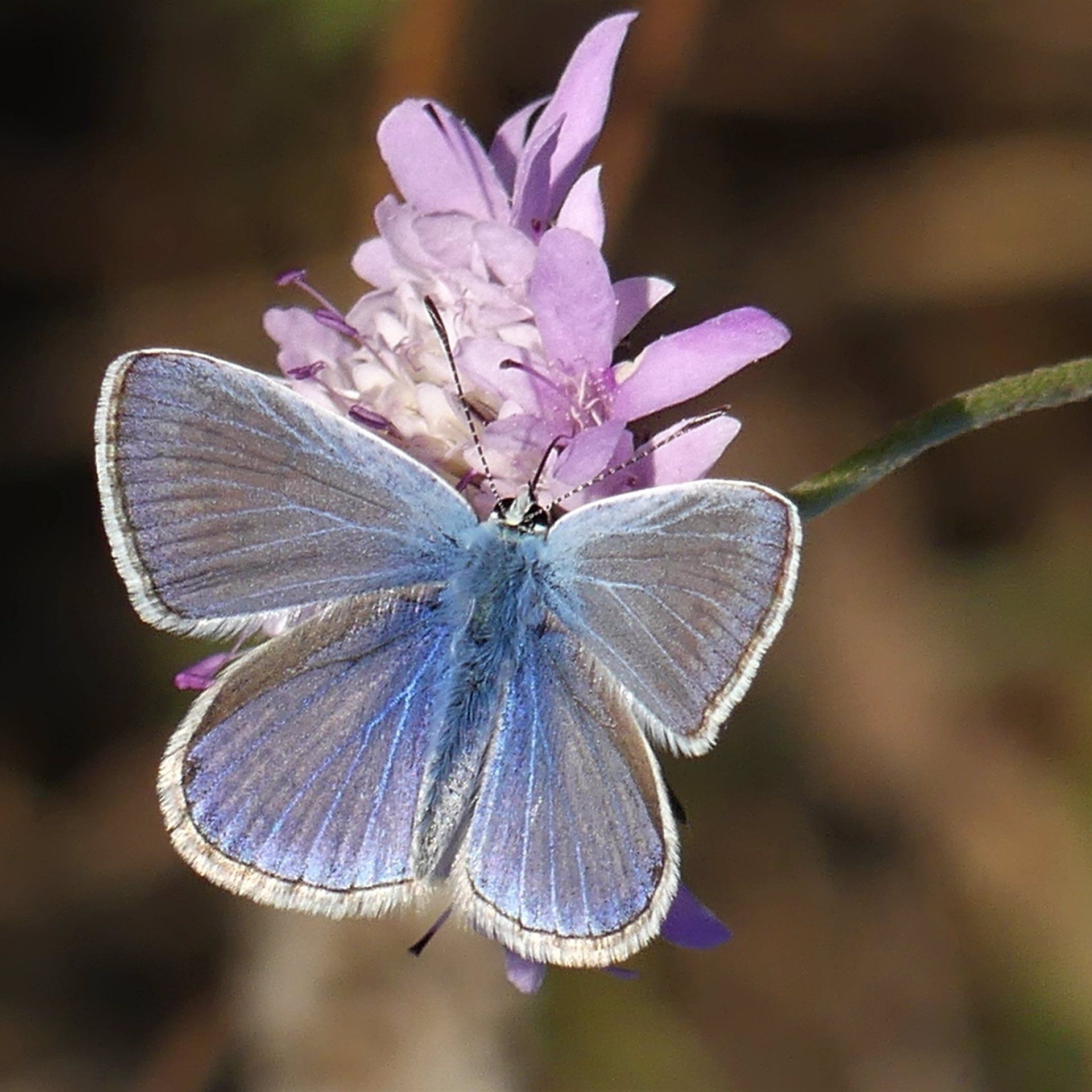 La especie ícaro ('Polyommatus icarus'), una de las mariposas más comunes en los parques / Foto: EP