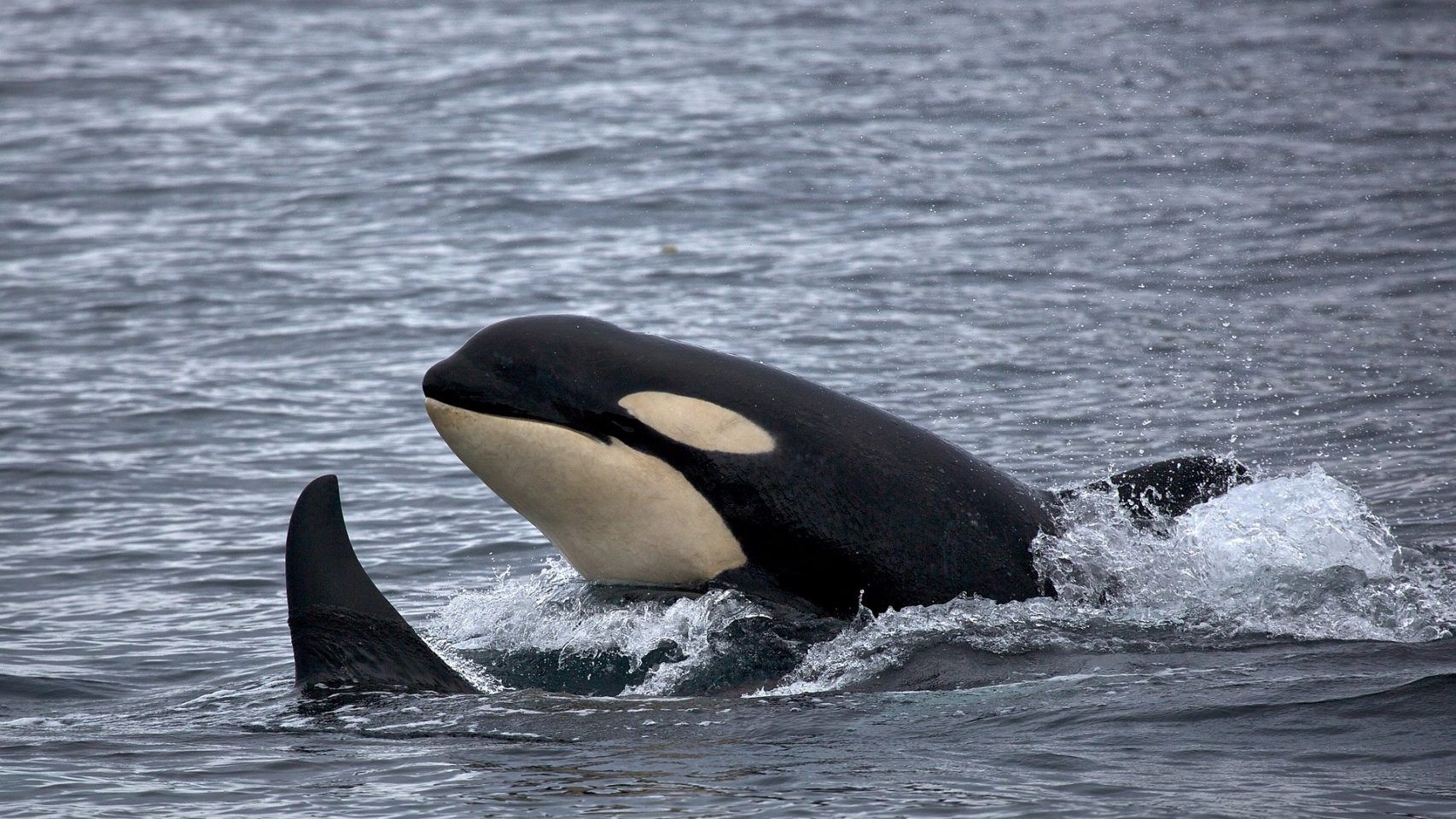 Avistamiento de orcas de gran tamaño en las costas gallegas / Foto: EP