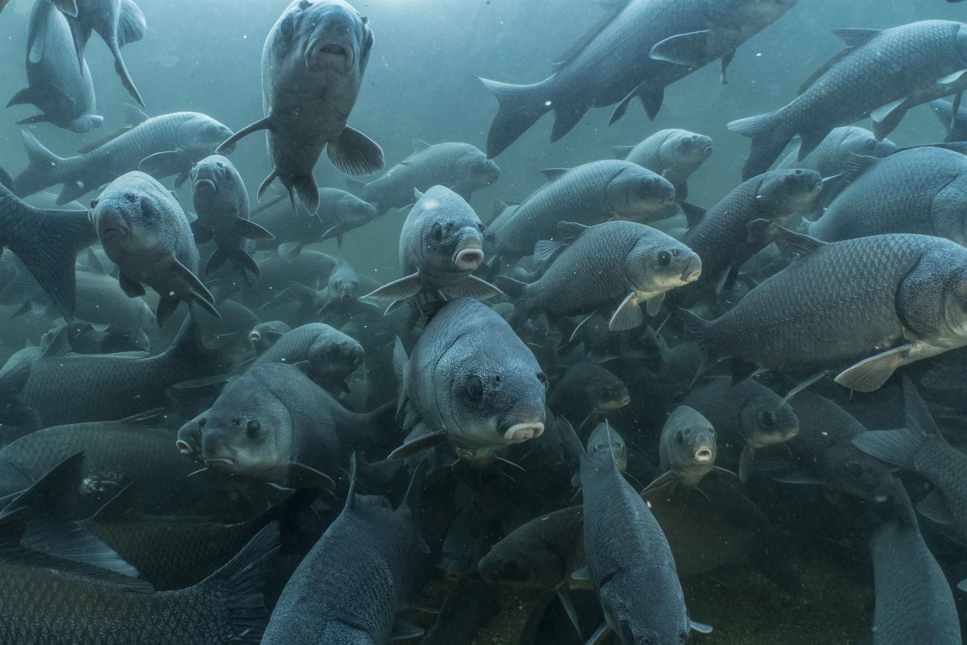 Un tercio de los peces de todo el mundo se enfrenta a la extinción / Foto: EP