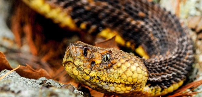 La cascabel de los bosques está amenazada principalmente por los seres humanos / Foto: MassWildlife