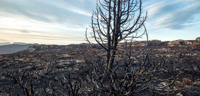 Cerca de 20.400 hectáreas de la Reserva Natural de Tasmania han ardido / Foto: Rob Blakers - Wikipedia
