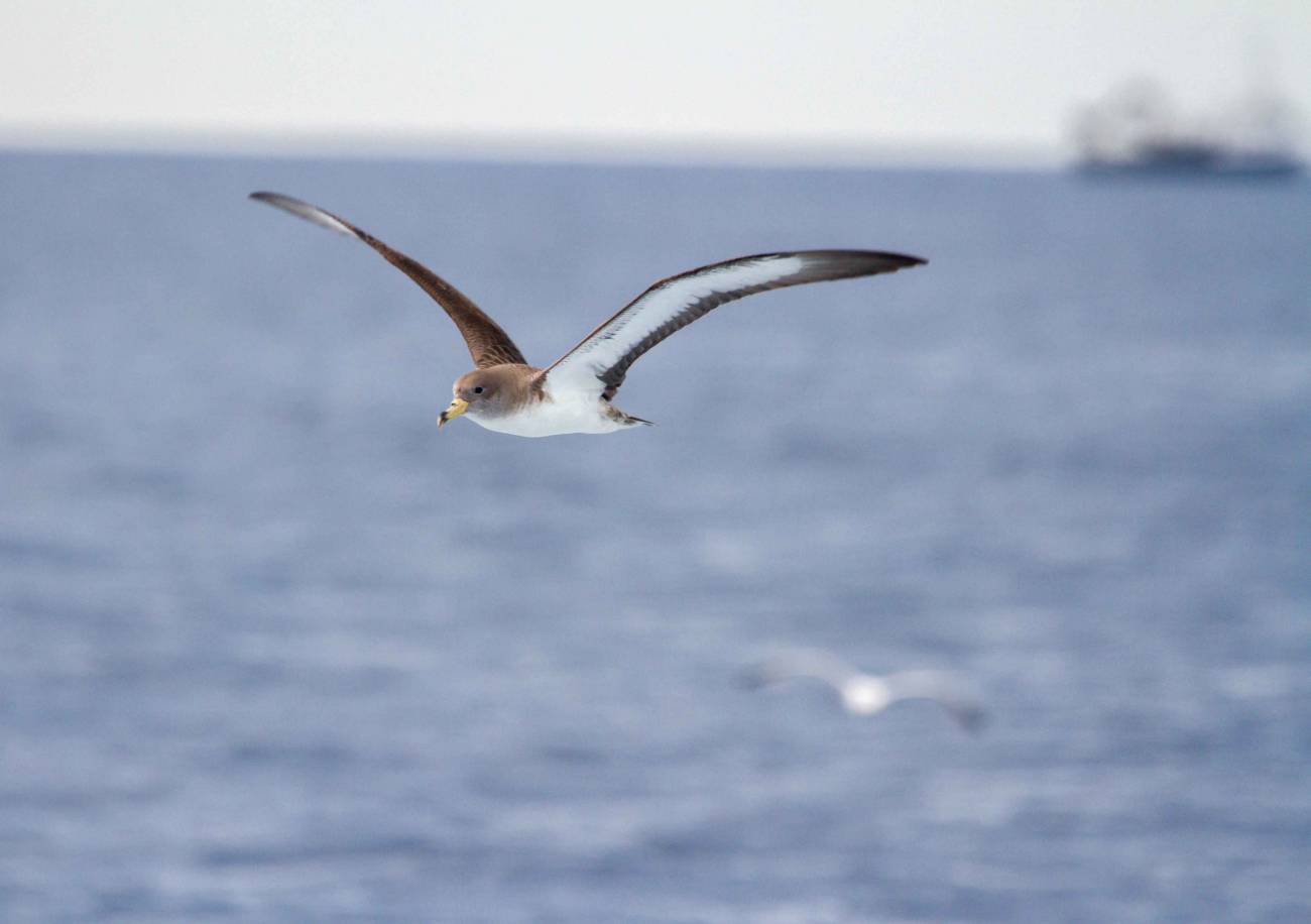 La pardela cenicienta, incluida en el estudio, cuenta con poblaciones reproductoras en España. Peligro de extinción / Pep Arcos–SEO/BirdLife