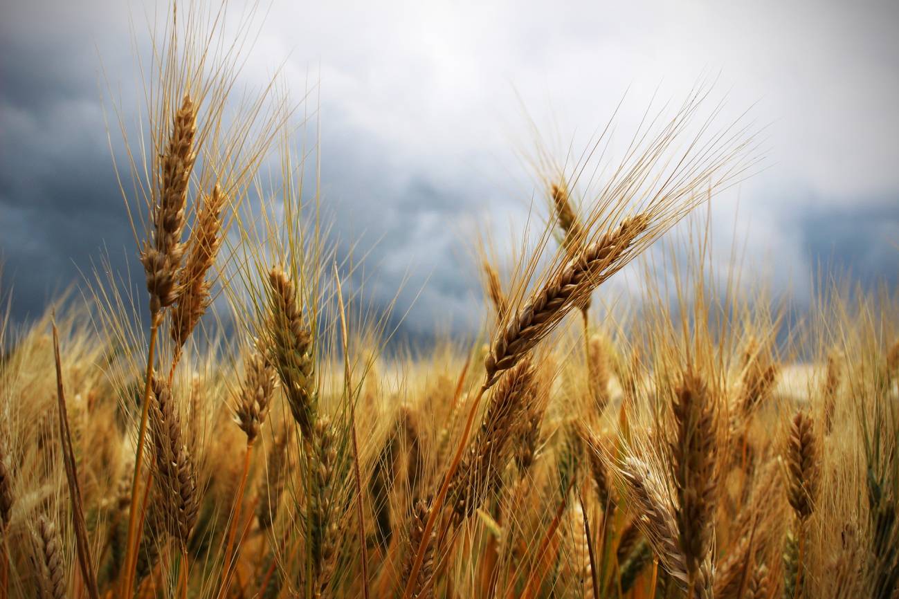 Espigas de trigo en un campo de cultivo / Foto: Pixabay