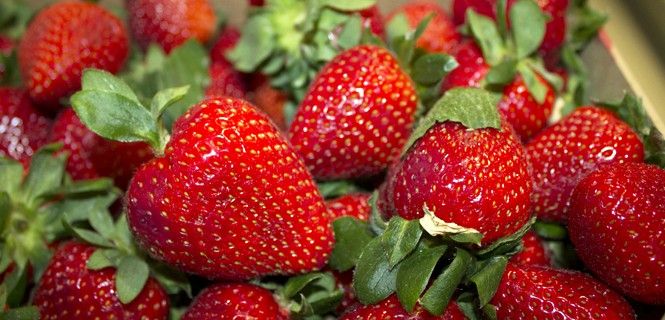 España es el primer productor europeo de fresas del mundo / Foto: C. Fernández