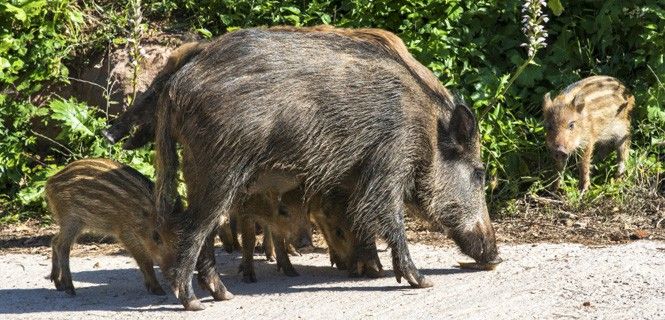 El número de animales abatidos aumentó un 81% en los últimos 24 años en territorio catalán / Foto: Josanmu