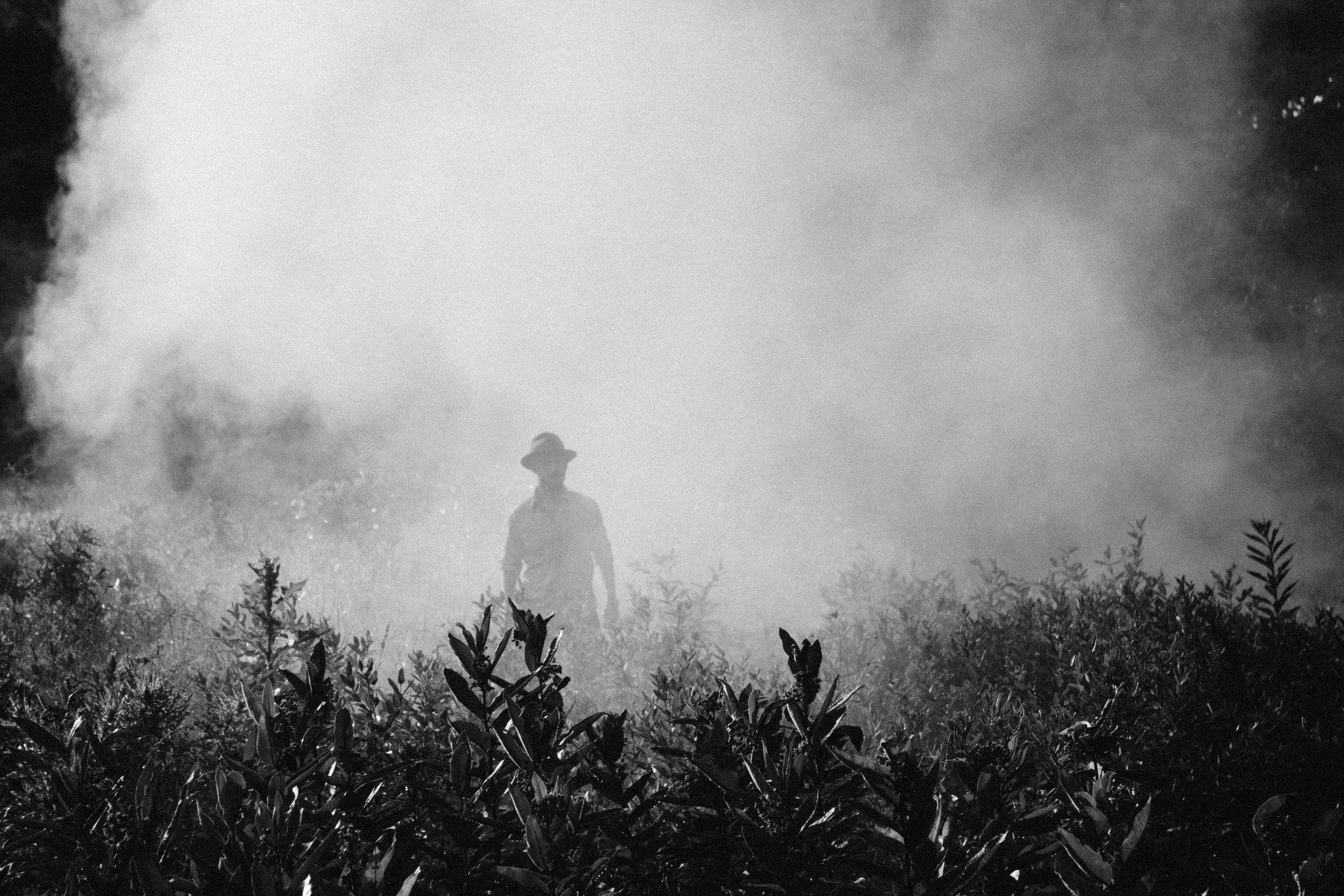 La fumigación de cultivos ilícitos con glifosato presenta riesgos para los Derechos Humanos y el medio ambiente / Foto: Pixabay