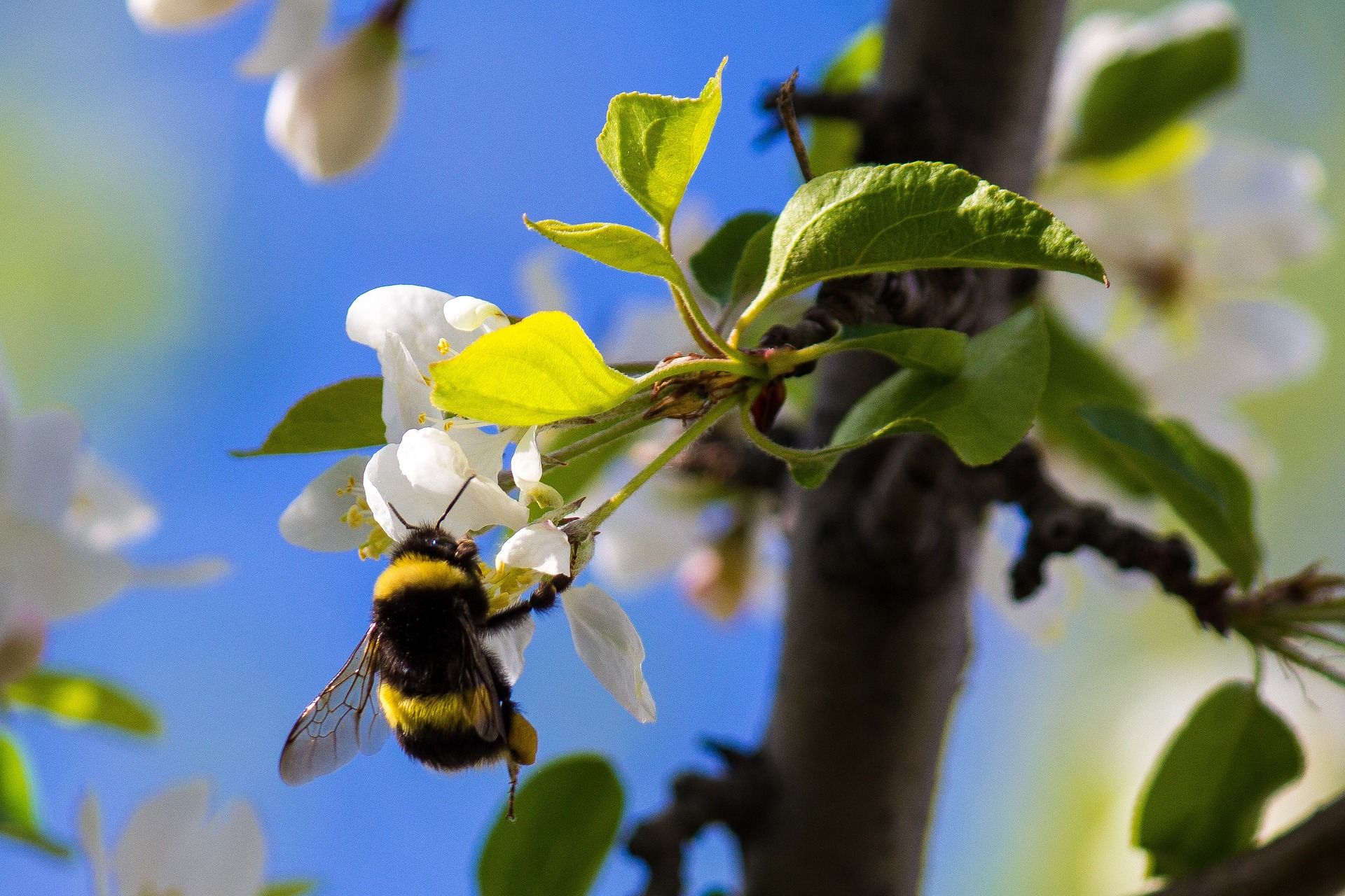 Ejemplar de uno de los muchos polinizadores existentes / Foto: Pixabay