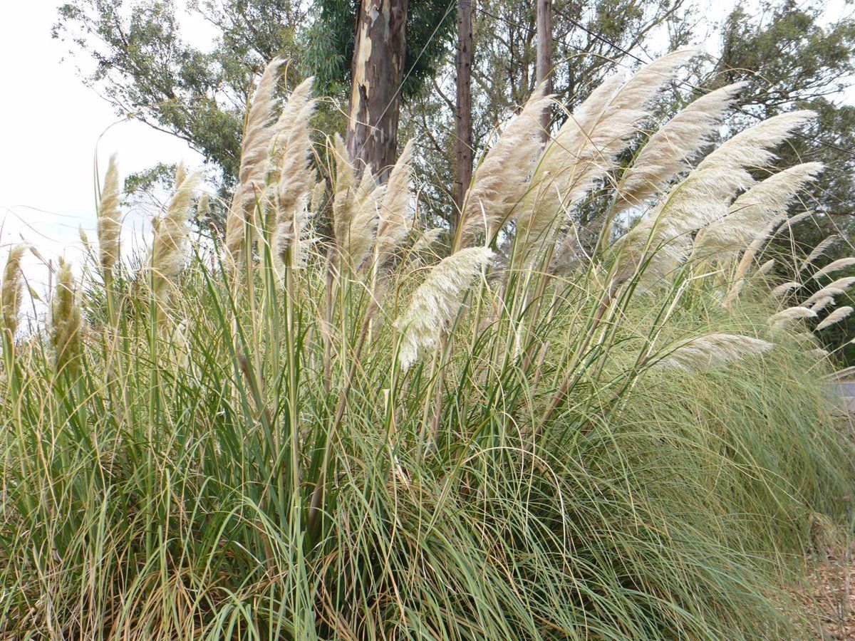 El plumero de la pampa es una planta invasora que desplaza la flora autóctona / Foto: Wikipedia