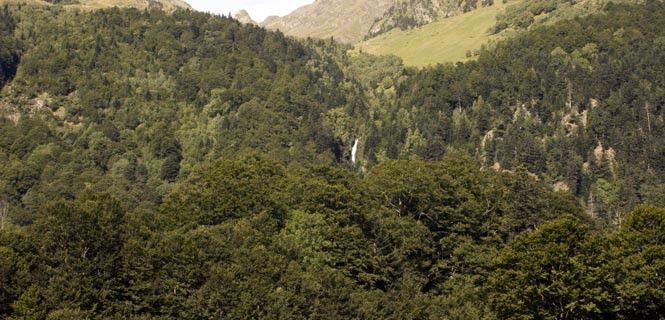 Las masas forestales son vitales para la sostenibilidad económica de muchas comunidades / Foto: C. Fernández