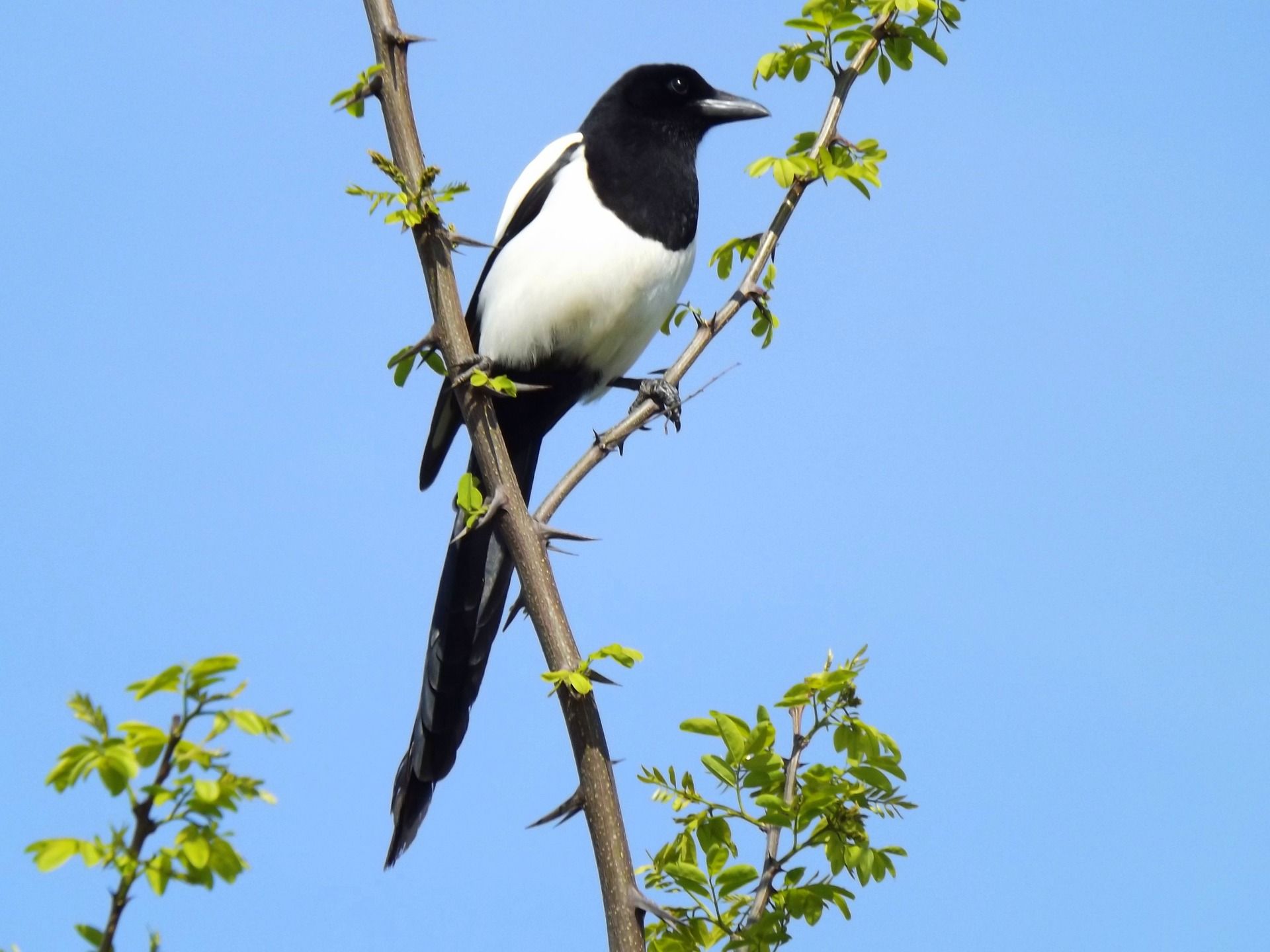 Las aves urbanas se adaptaron rápidamente al confinamiento / Foto: Adina Voicu - Pixabay