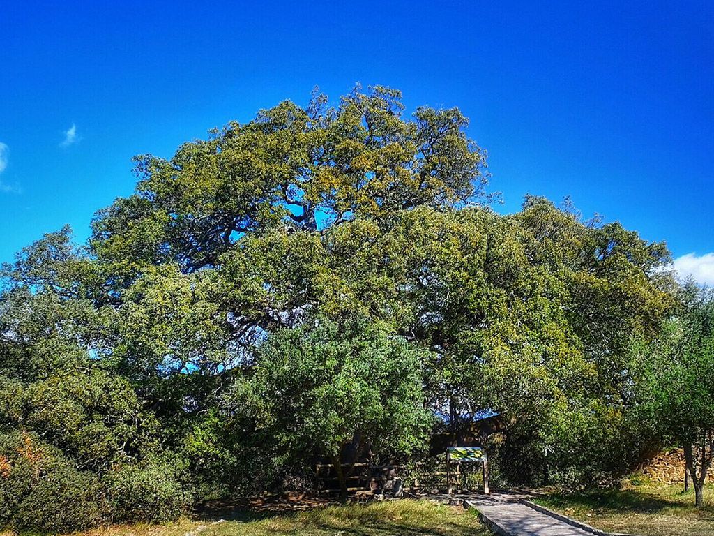 Ejemplares de la carrasca milenaria de Lecina (Huesca), Árbol Europeo del Año 2021 / Foto: EP