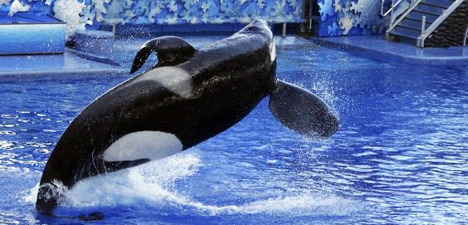 La orca Tilikum en una actuación en el SeaWorld Orlando en 2009 / Foto: Loadmaster (David R. Tribble) - Wikipedia