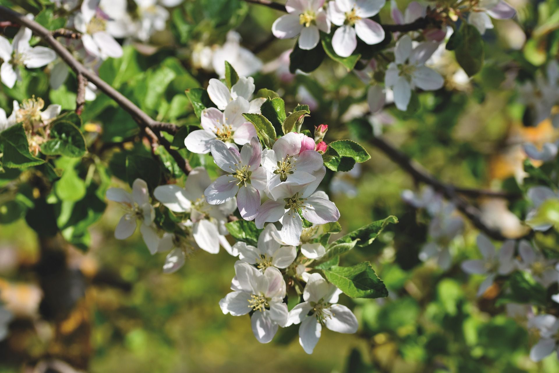 Imagen típica de floración que se da durante de la primavera / Foto: Pixabay