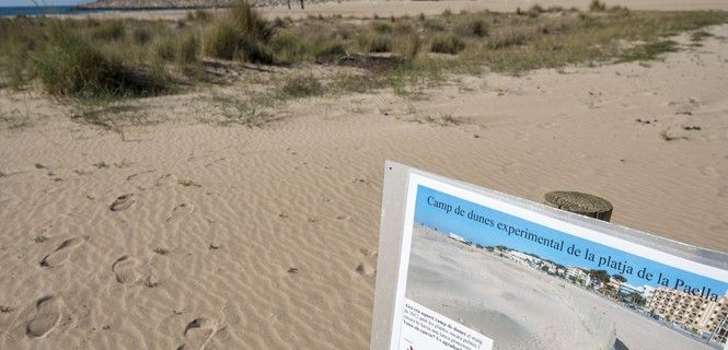 Imagen del campo dunar experimental de la playa de la Paella. Dunas urbanas / Foto: Josep Cano