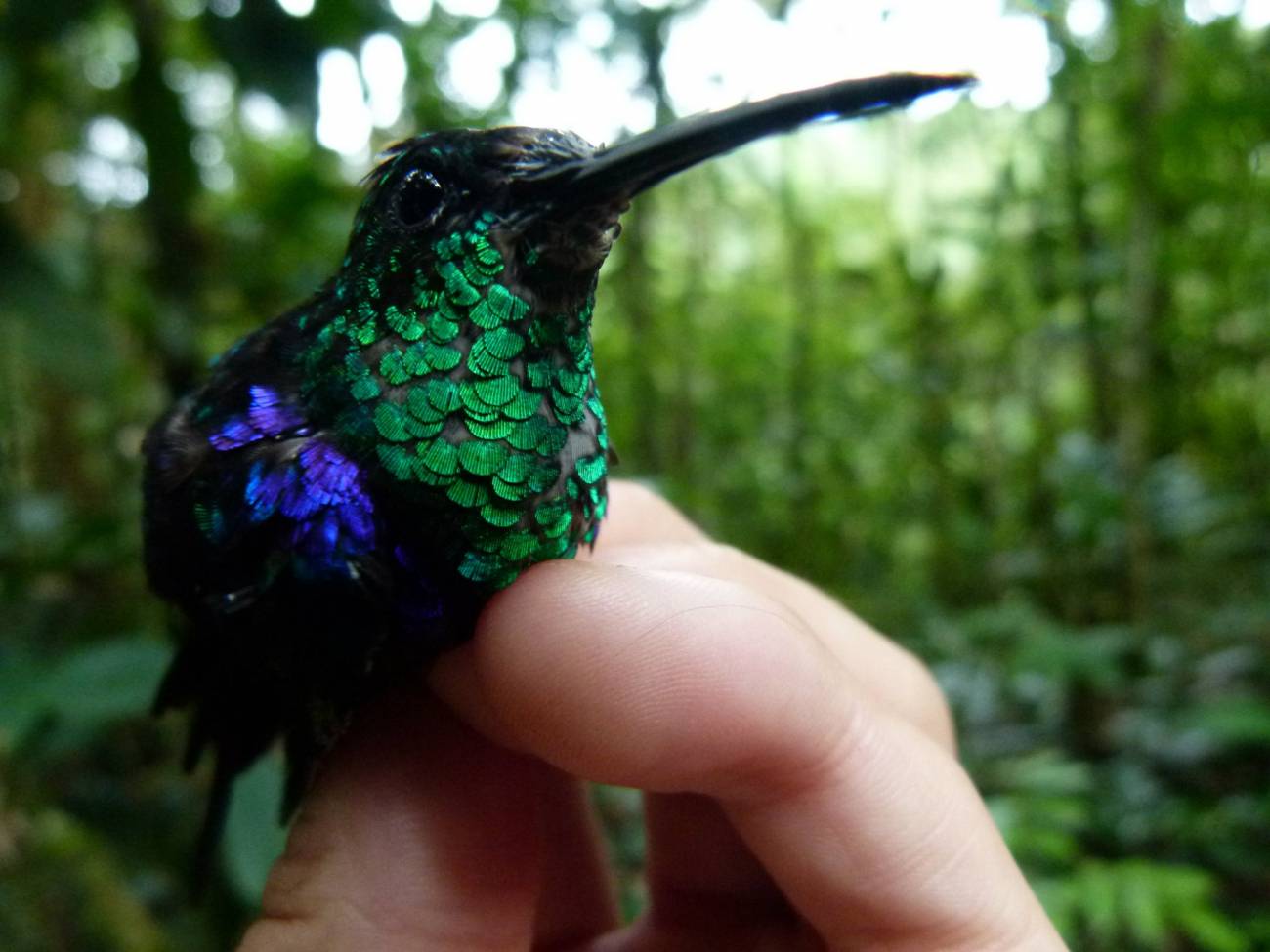 Colibrí hada de alas azules / Pablo Negret