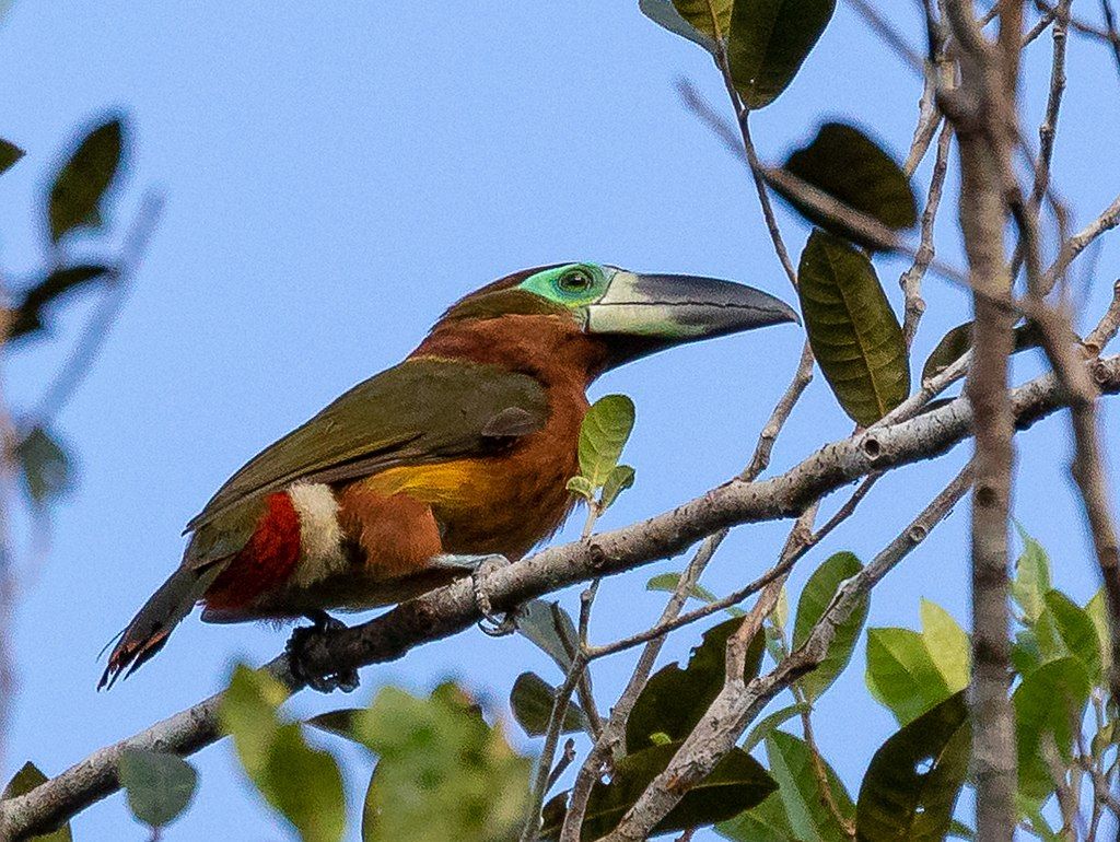 La deforestación es la principal causa de la pérdida de hábitat de las aves de Colombia / Foto: Hector Bottai - CC BY-SA 4.0 - SINC