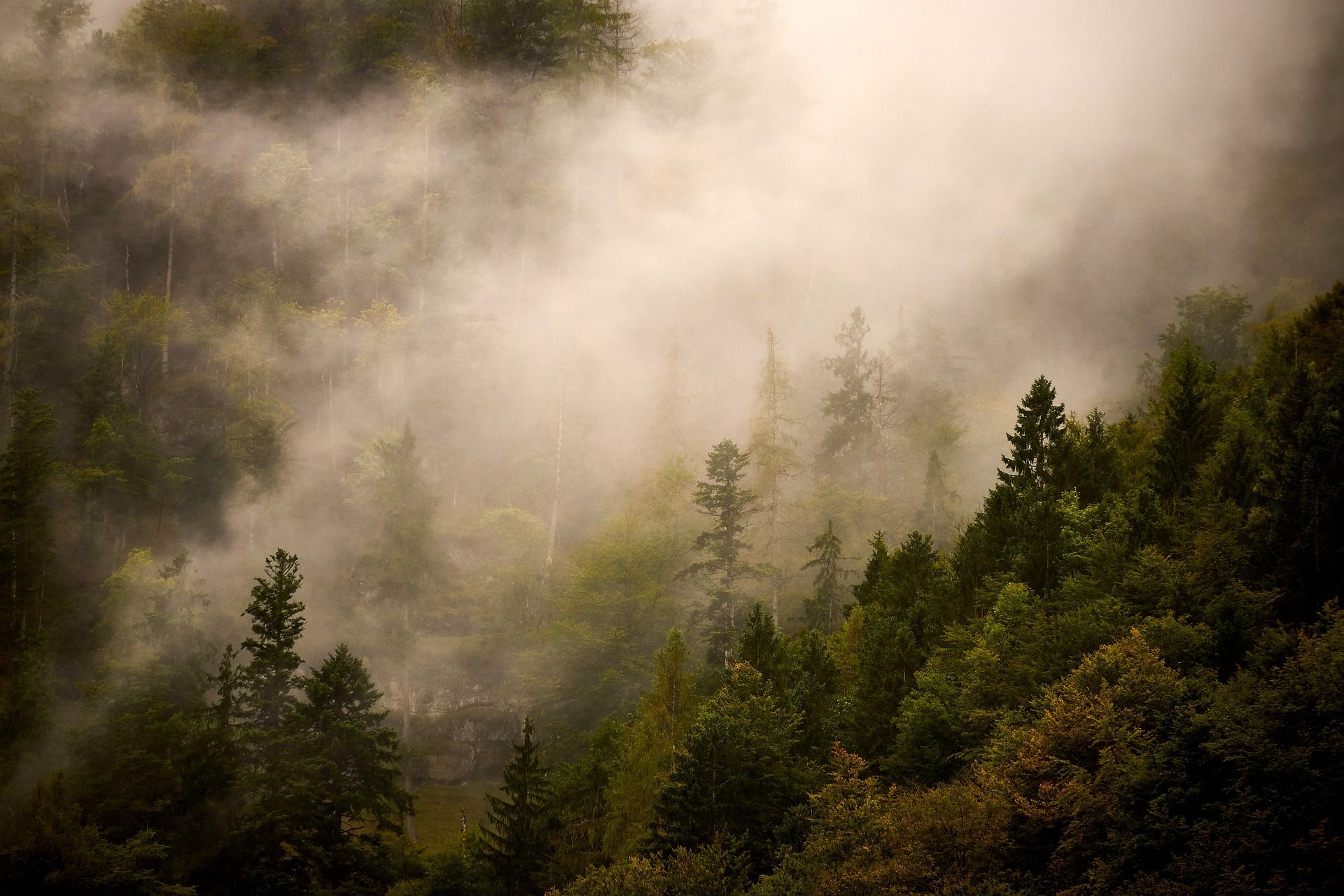 El bosque primigenio, original, símbolo del paraíso terrenal, no existe. Bulos  / Foto: Pixabay