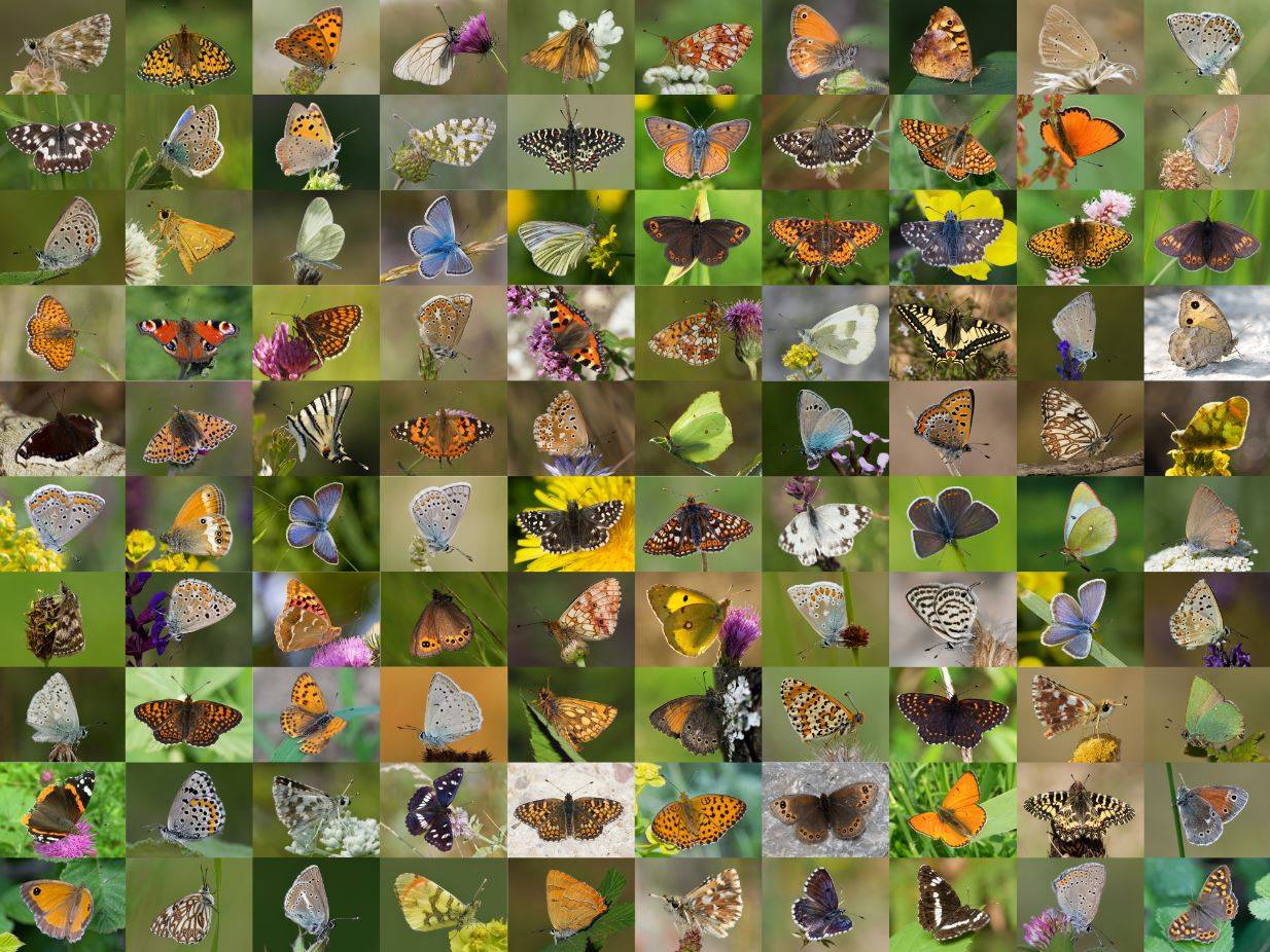 Imagen compuesta con algunas de las mariposas incluidas en la base de datos genética / Imagen: SINC