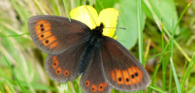 Erebia epiphron de La Rioja. Población genéticamente única y en peligro de extinción en la Sierra de la Demanda. / Yeray Monasterio León - Asociación ZERYNTHIA