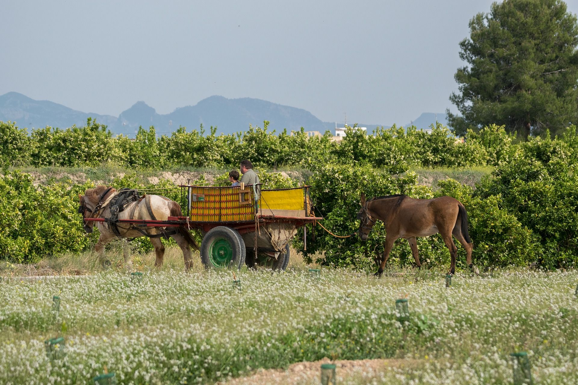 La pandemia ha acrecentado "muchos de los problemas ya existentes en las zonas rurales / Foto: Joanjo Puertos Muñoz - Pixabay