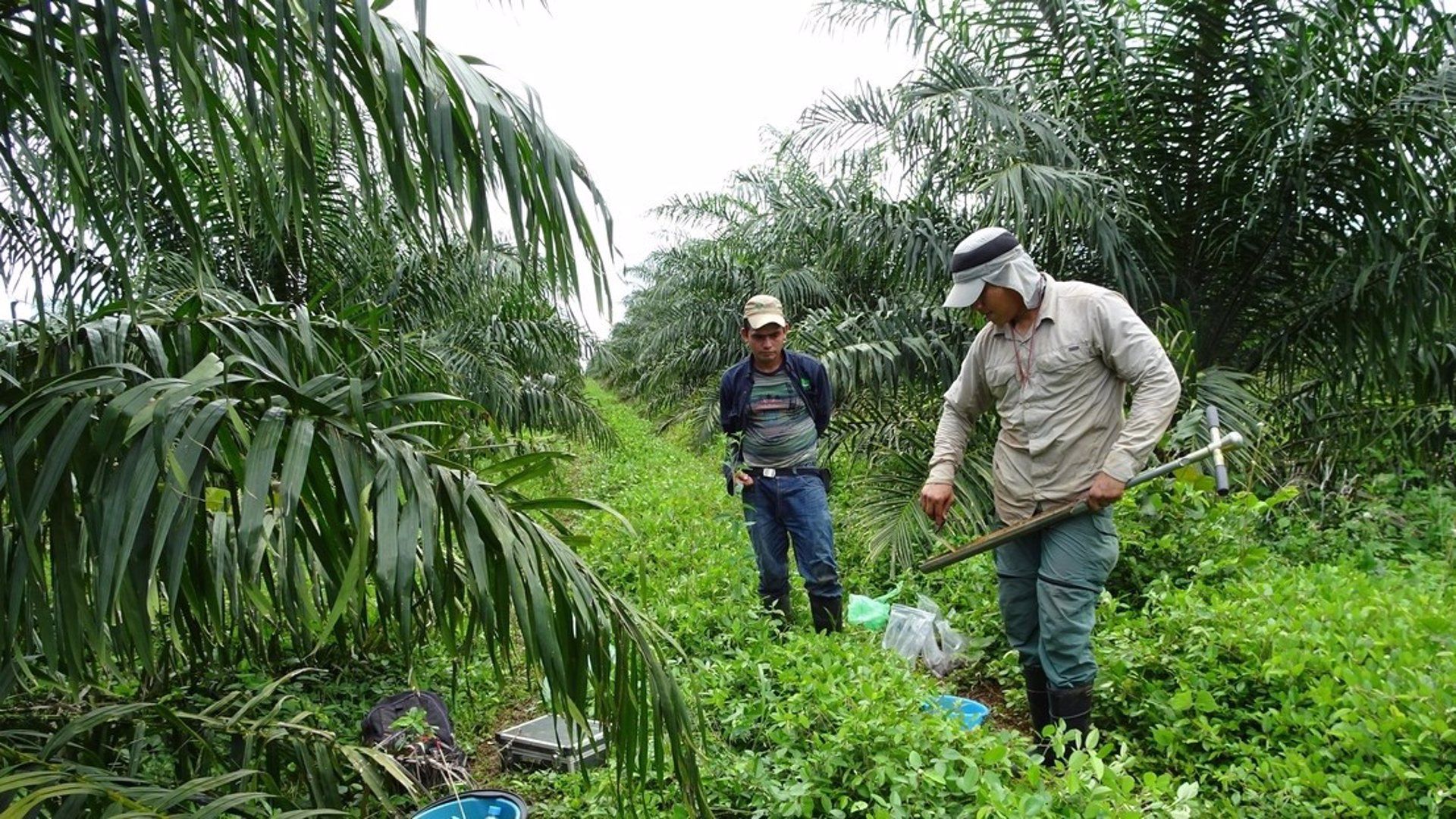 Dos personas en un cultivo de aceite de palma / Foto: EP