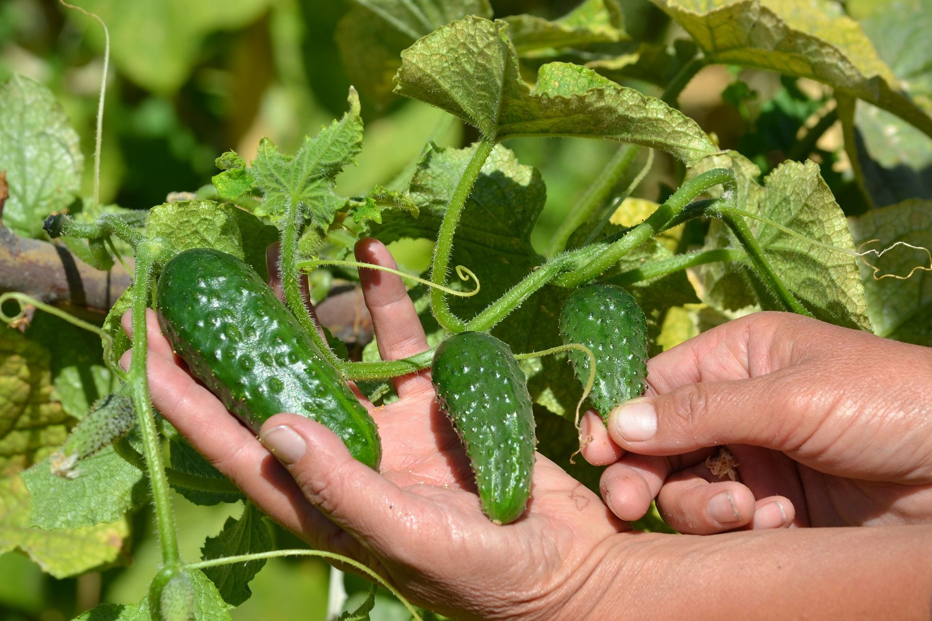 Bruselas quiere multiplicar la producción ecológica / Foto: Alma Karsymbek - Pixabay