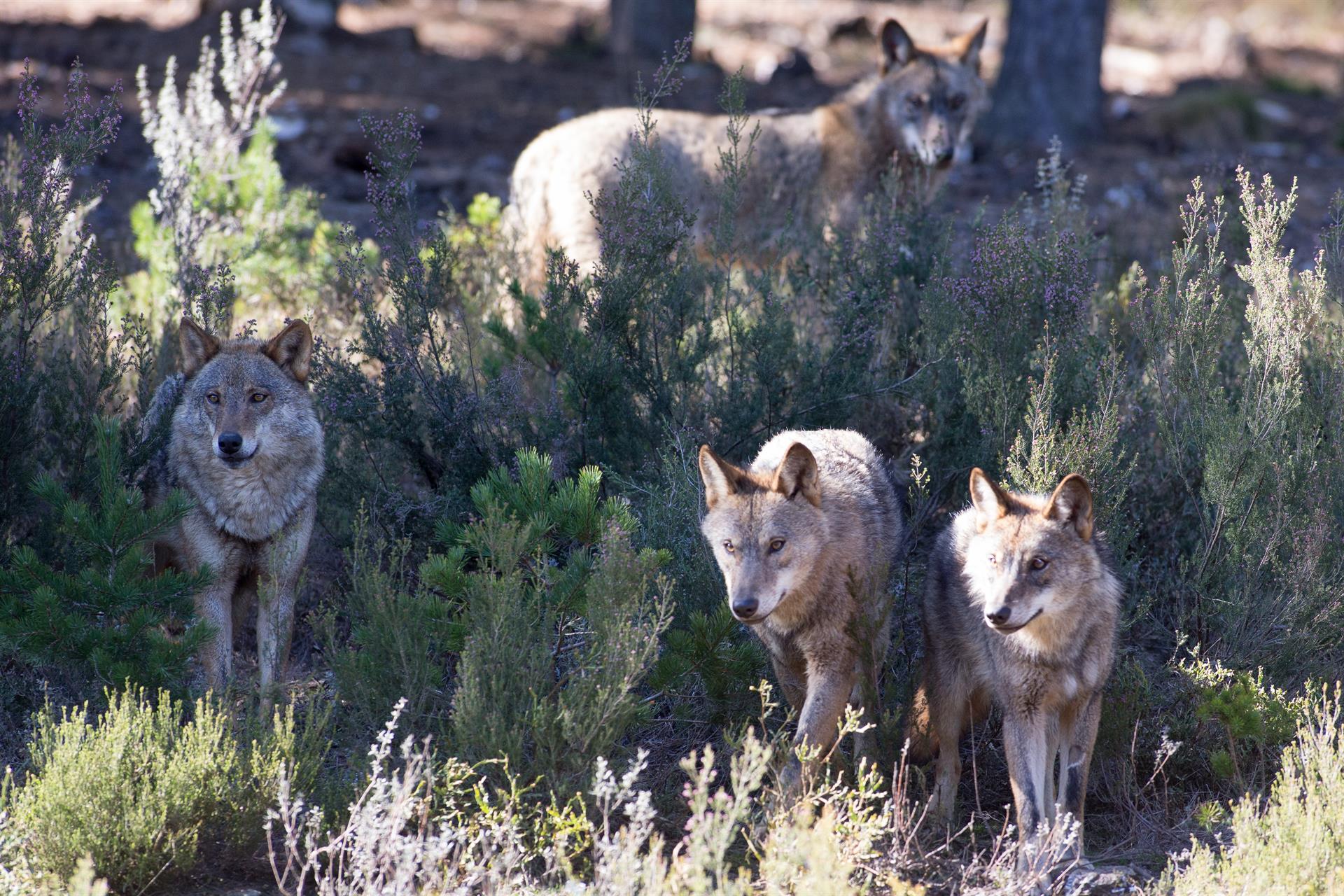 Ejemplares de lobo en la Sierra de la Culebra / Foto: EP