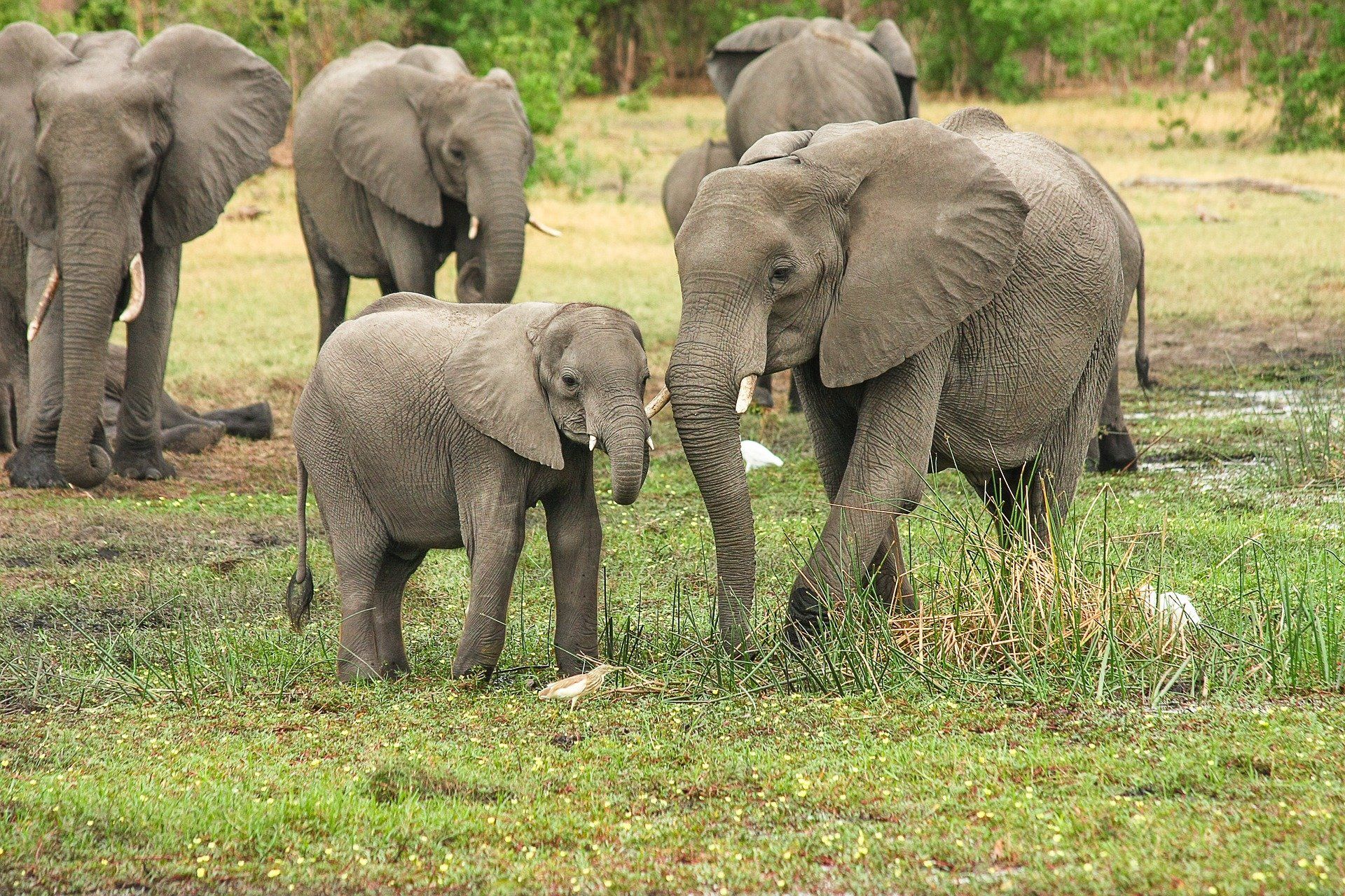 Manada de elefantes en Botsuana / Foto: Michael Siebert - Pixabay