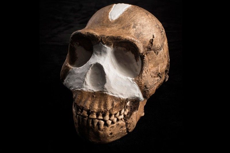 Cráneo de 'Homo naledi', hallado en el sistema de cuevas Rising Star de Sudáfrica  / Foto:  John Hawks - Wits University