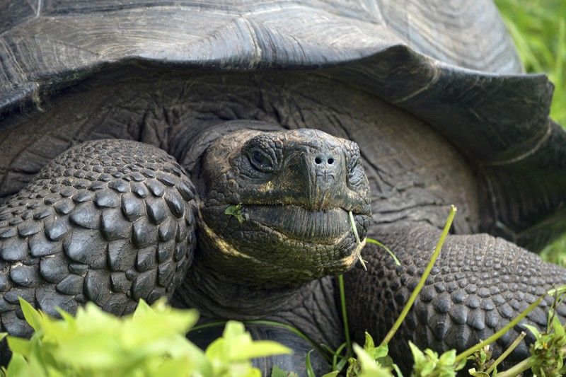 La 'Chelonoidis donfaustoi', una nueva tortuga gigante de las islas Galápagos (Ecuador) / Foto: Washington Tapia